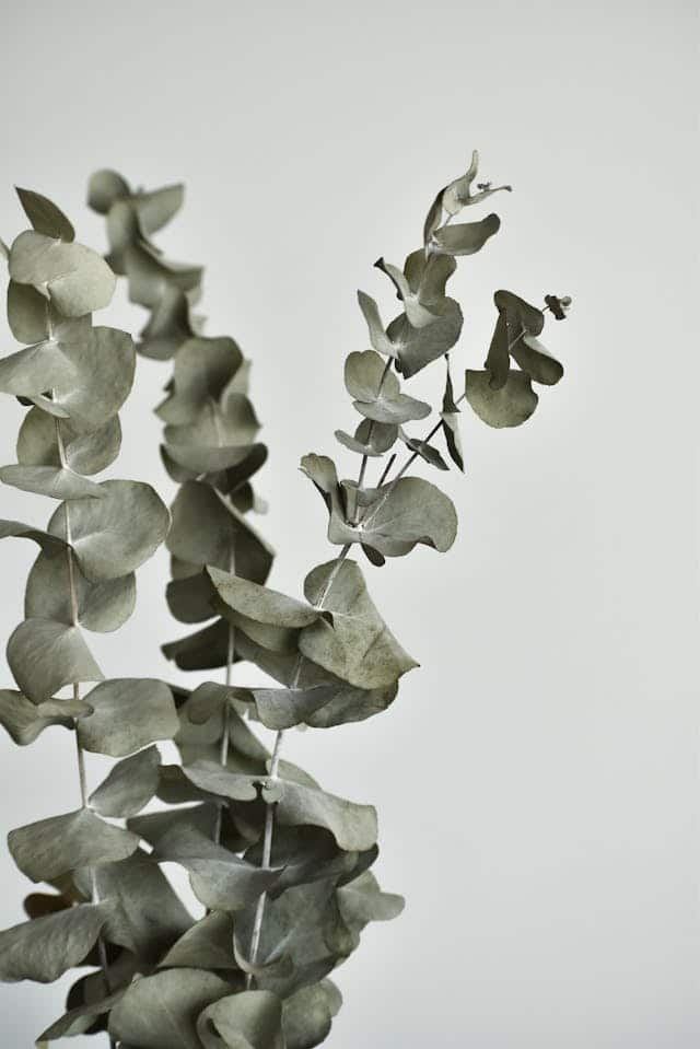 Eucalyptus naturally repels ticks
