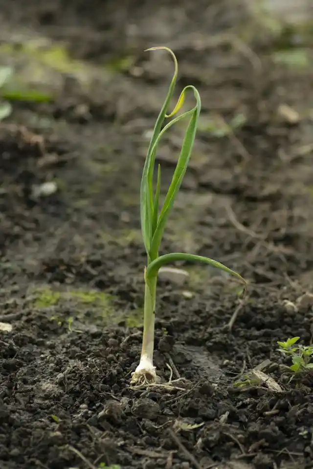 Garlic bulbs growing in garden bed to repel rats and mice naturally