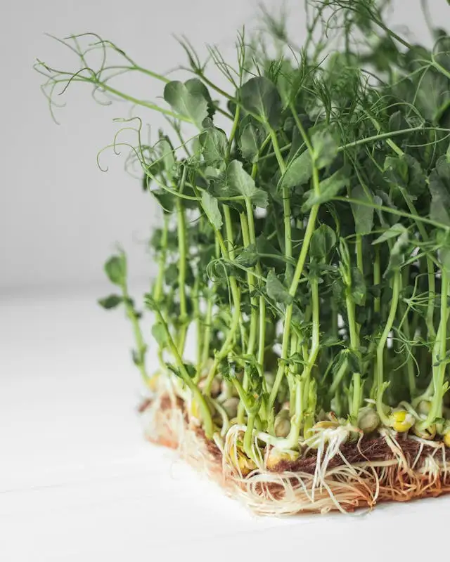 grow pea shoot microgreens