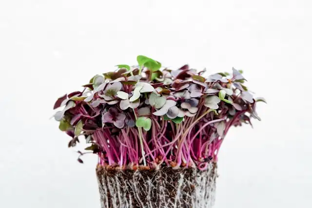 grow radish microgreens at home