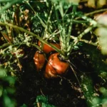 growing carrots in containers
