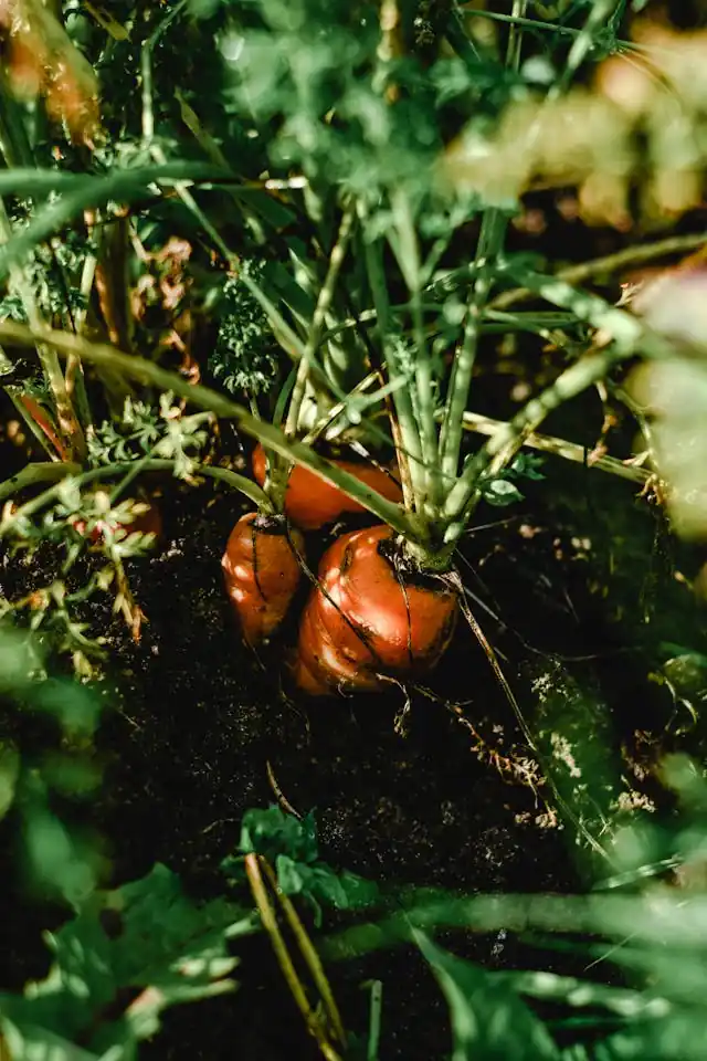 growing carrots in containers