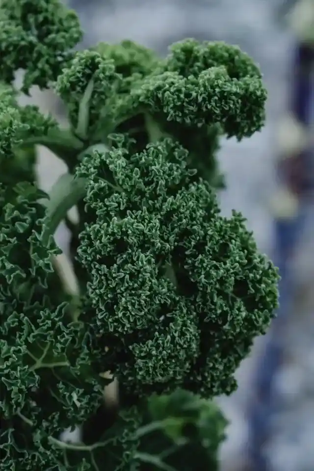 Kale Microgreens