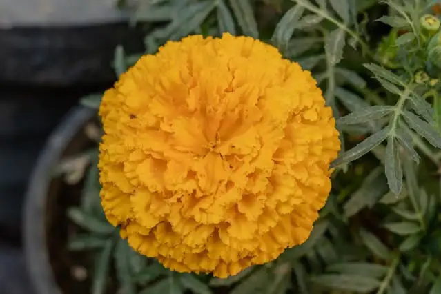 Marigold flowers planted along garden border as a natural rodent repellent