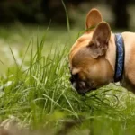 microgreens for dogs