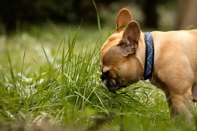 microgreens for dogs