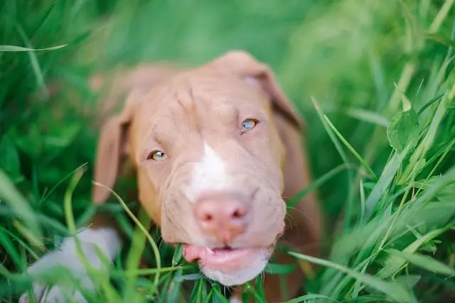 microgreens safe for pets