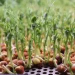 pea shoot microgreens nutrition