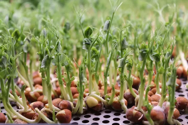 pea shoot microgreens nutrition