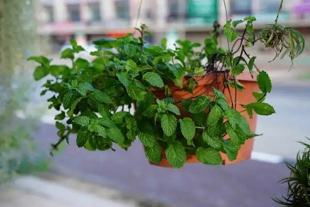 Peppermint plant in a pot used as a natural rodent repellent near a home entry point
