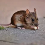plants that repel rodents