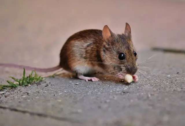 plants that repel rodents