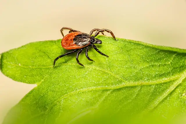 plants that repel ticks