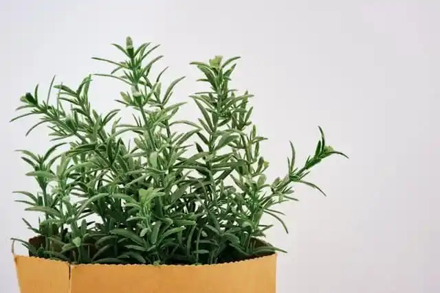 Rosemary herb growing near a doorway as a natural rodent repellent plant