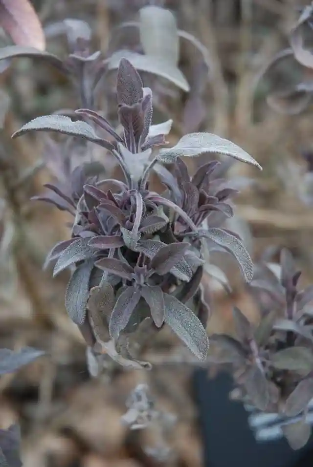Sage herb in pot placed indoors to repel mice near kitchen and pantry areas