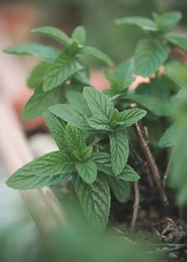 Spearmint plant in kitchen windowsill pot used as an indoor mouse repellent