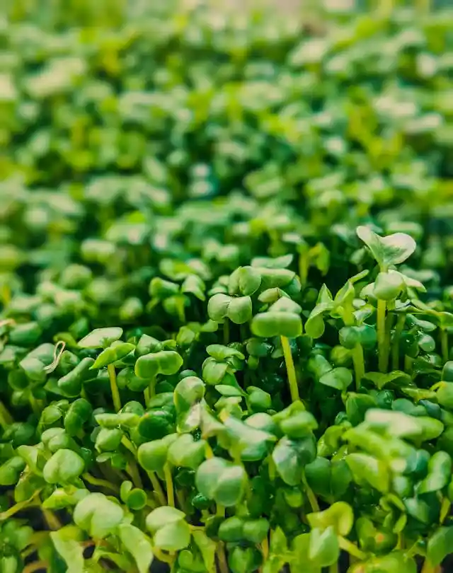 Spinach Microgreens