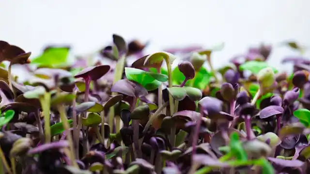 varieties of radish microgreens