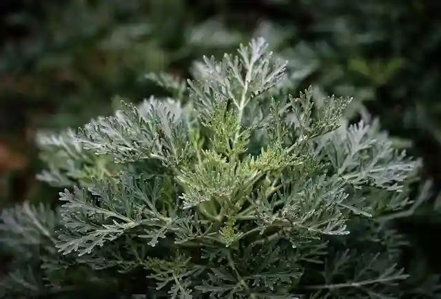 Wormwood artemisia plant used as a perimeter rodent repellent in garden border