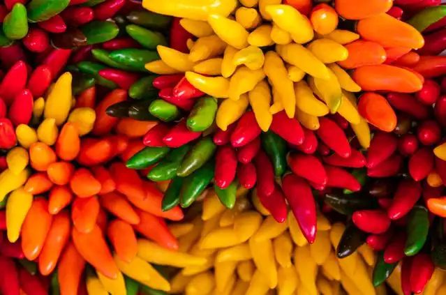 Best Pepper Varieties to Grow Indoors