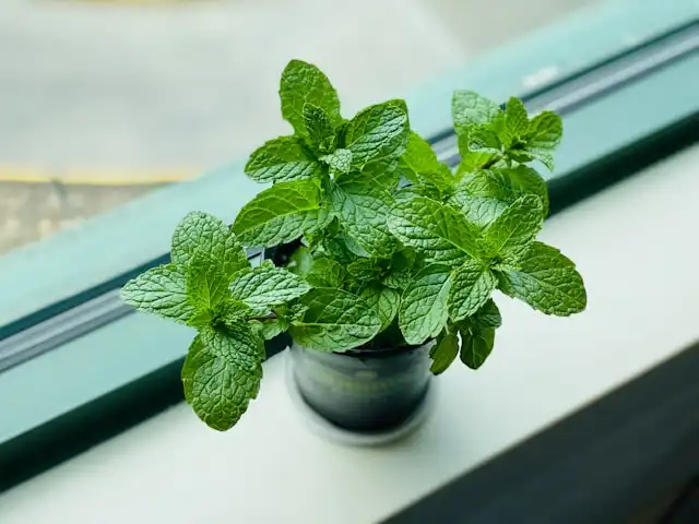 Choosing Your Mint Variety