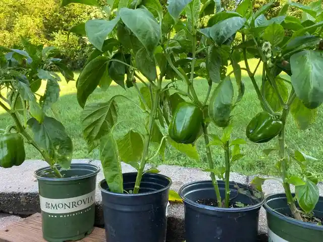 How Should You Space Peppers in Indoor Containers