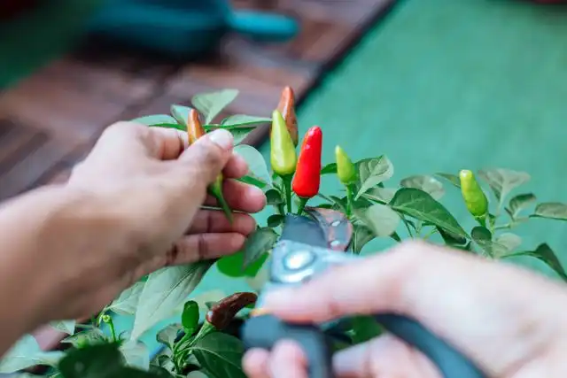 How to Get Indoor Peppers to Actually Fruit