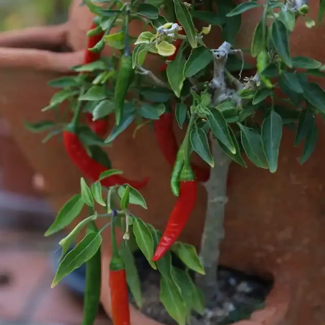 How to Get More Fruit from Your Indoor Pepper Plants