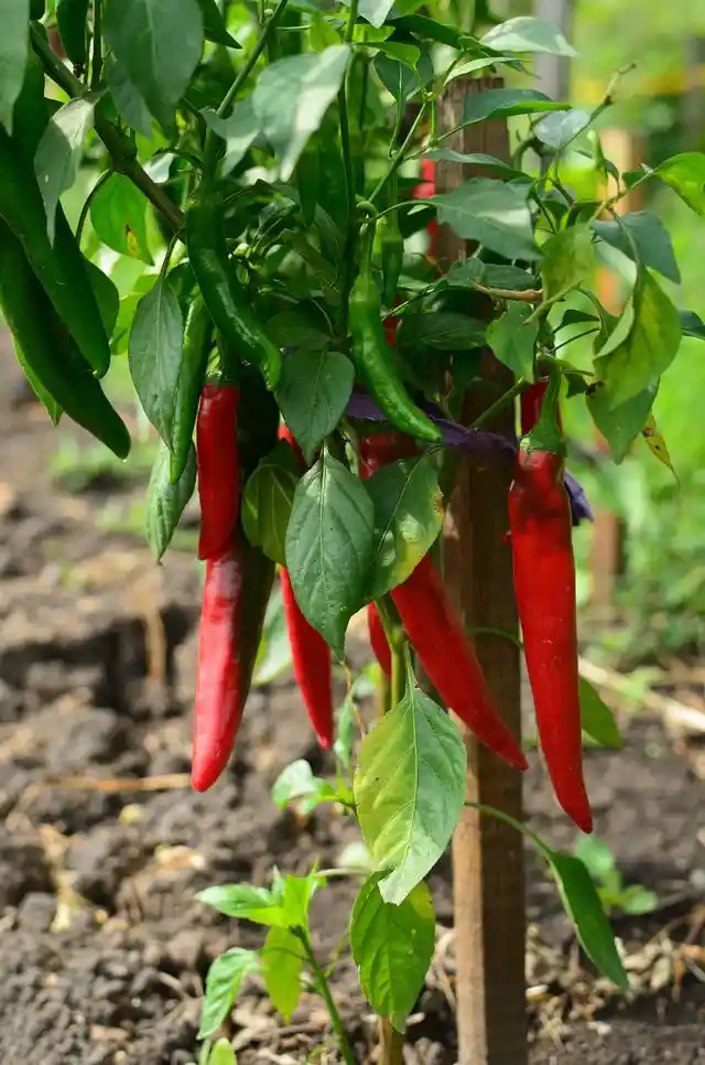 How to Grow Peppers Indoors from Seeds