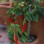 grow peppers indoors