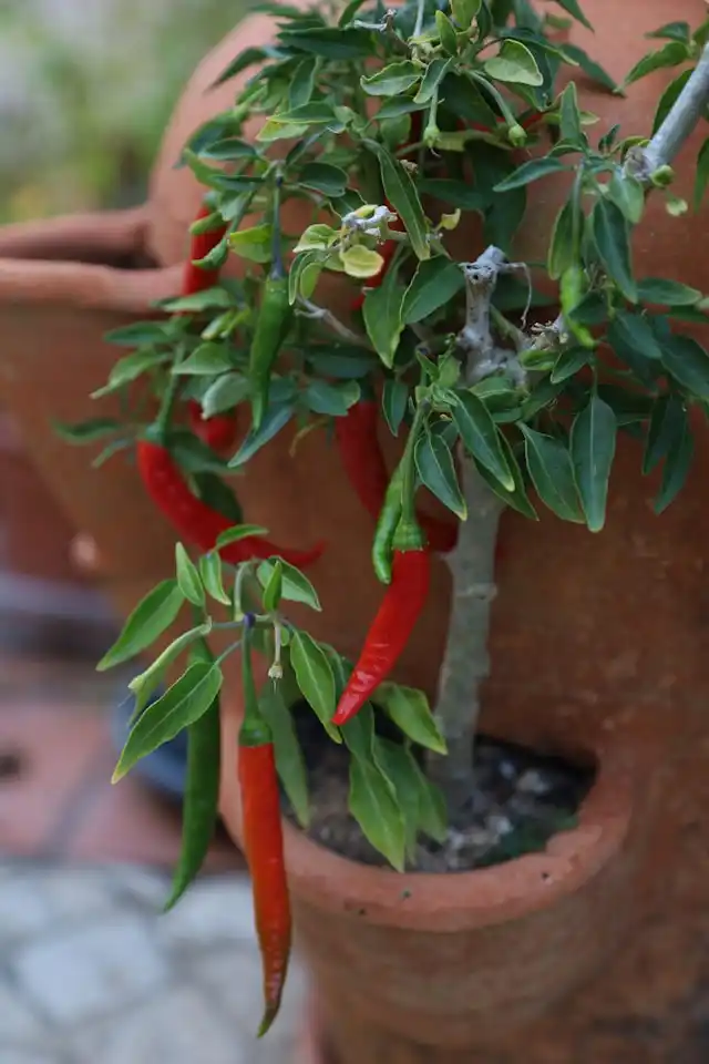 grow peppers indoors