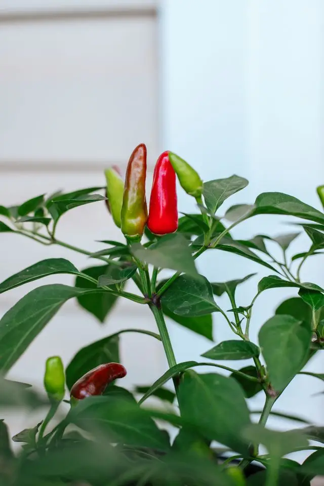 growing peppers indoors