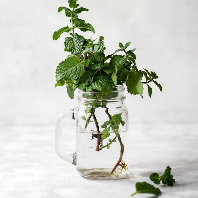 How to Propagate Mint From Cuttings