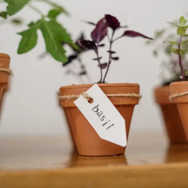 Starting From Seed vs. Buying a Plant