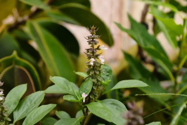 basil flower
