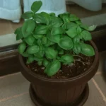 grow basil indoors