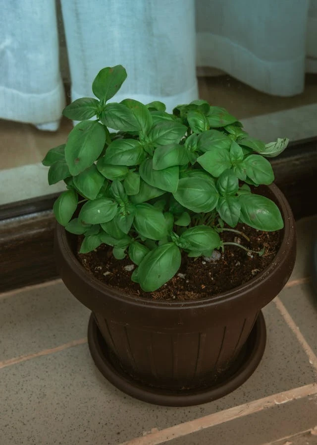 grow basil indoors